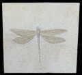 Fossil Dragonfly (Isophlebia) - Solnhofen Limestone #50831-1